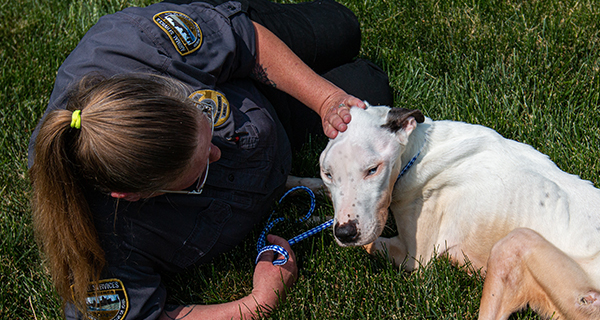 Des Moines Animal Services Animal Rescue League of Iowa